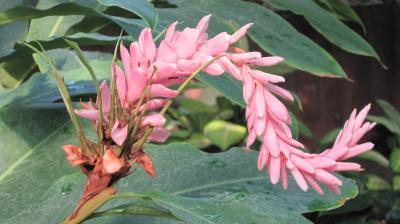 begonia